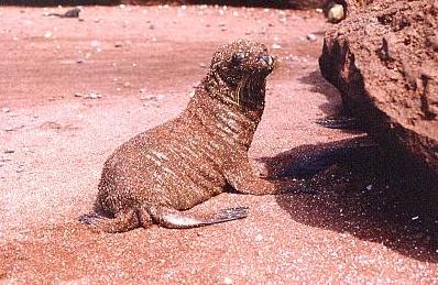 mit rotem Sand bedeckter junger Seelöwe