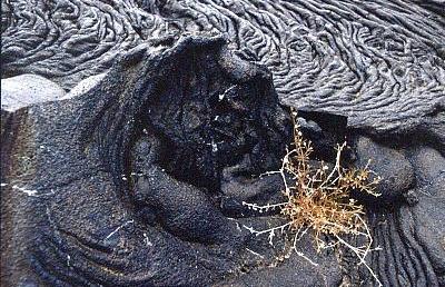 Pionierpflanze Mollugo auf Lava