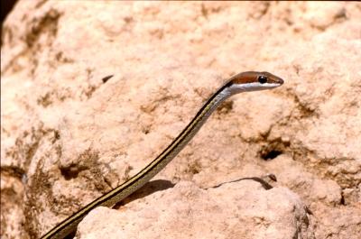 Speckled Sand Snake