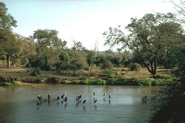 Marabus im Uaso Nyiro River