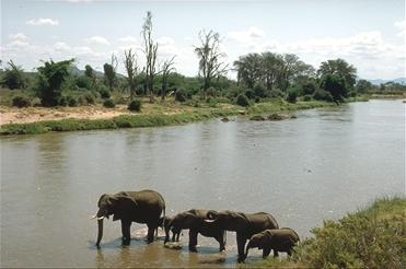 Elefanten-Familie am Uaso Nyiro River
