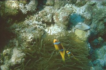 Pärchen Rotmeer-Anemonenfische
