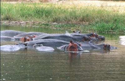 Flußpferde im Wasser