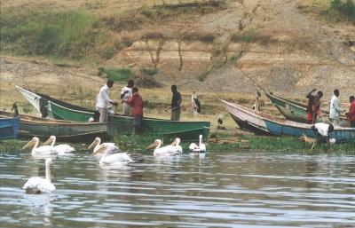 Dorfbewohner mit Booten, Pelikane