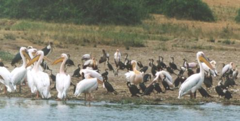 Rosa-Pelikane und Weißnacken-Kormorane