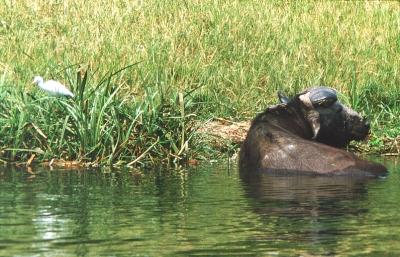 Kuhreiher, Kaffernbüffel im Wasser
