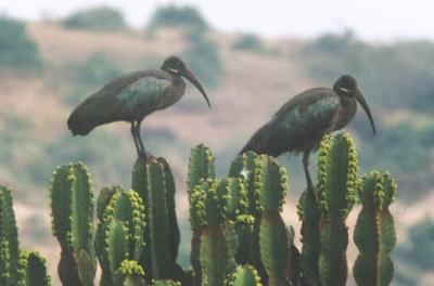 Hadada Ibis-Pärchen