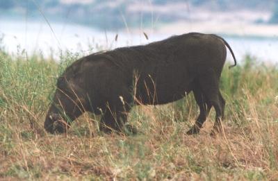 äsendes Warzenschwein-Weibchen